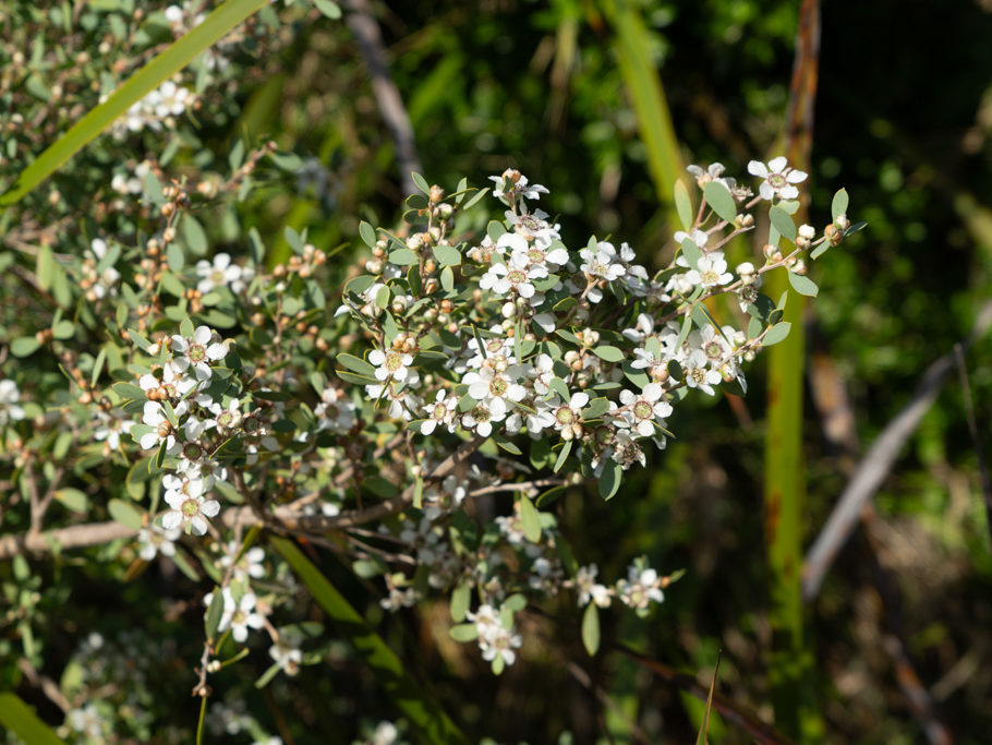 Leptospermum laevigatum, ein Myrthengewächs