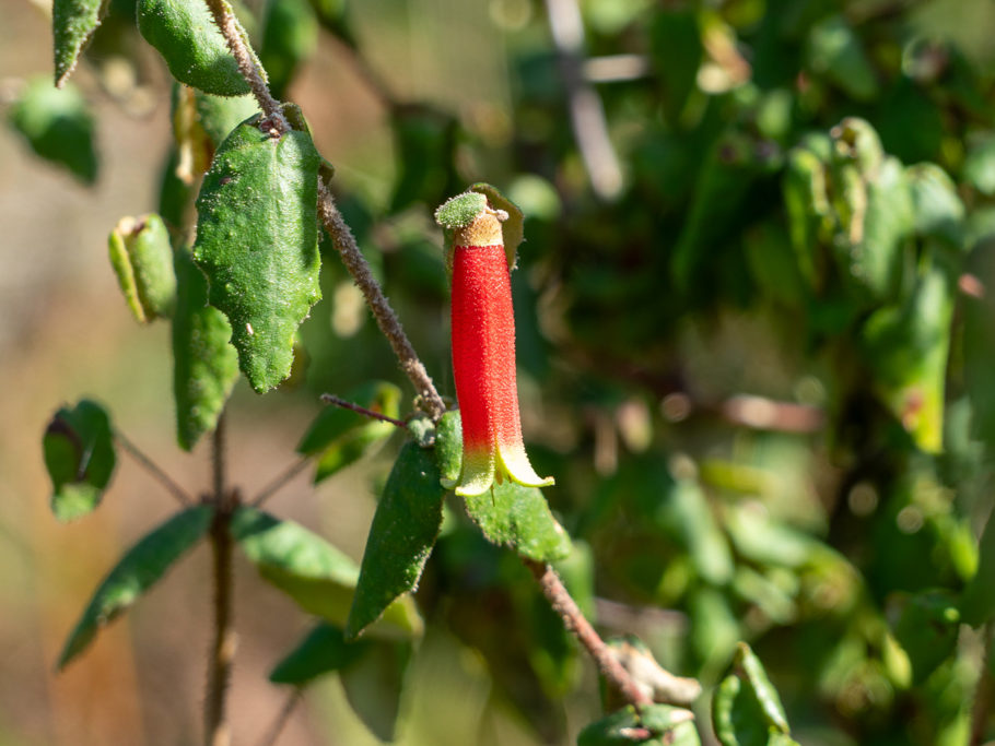 Australische Fuchsia - Correa reflexa