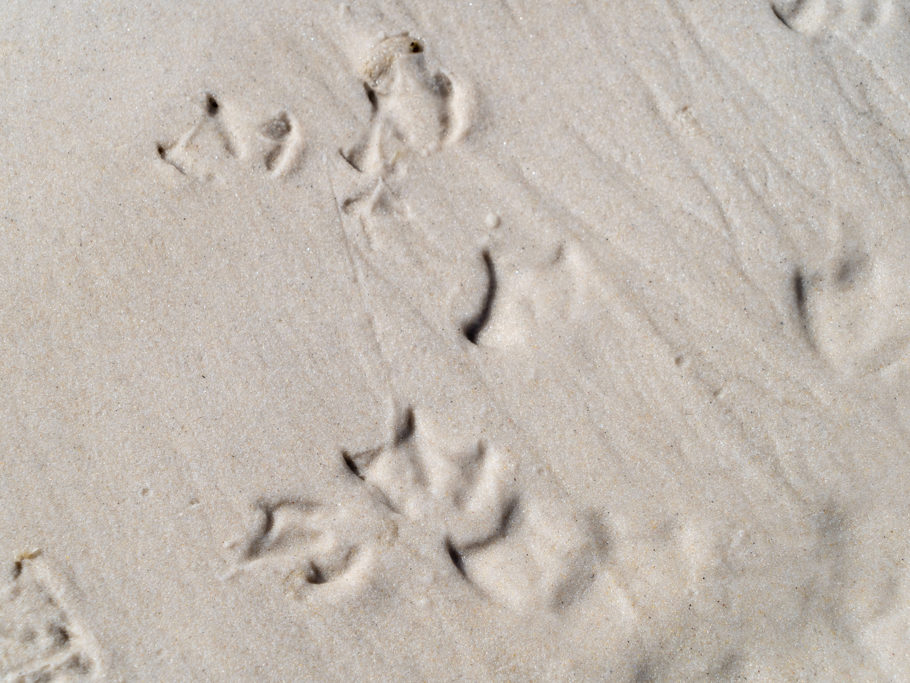 Vogelspuren im Sand an der Squeaky Beach, Wilsons Promontory N.P.