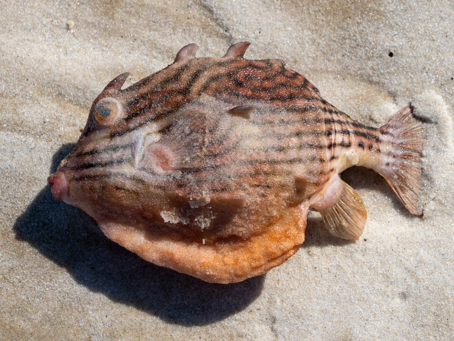 Ein Kugel- oder Kofferfisch?