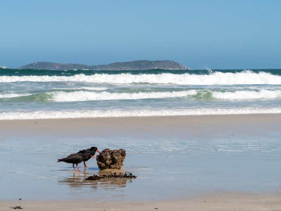 Oyster Catcher an der Squeaky Beach, Wilsons Promontory N.P.