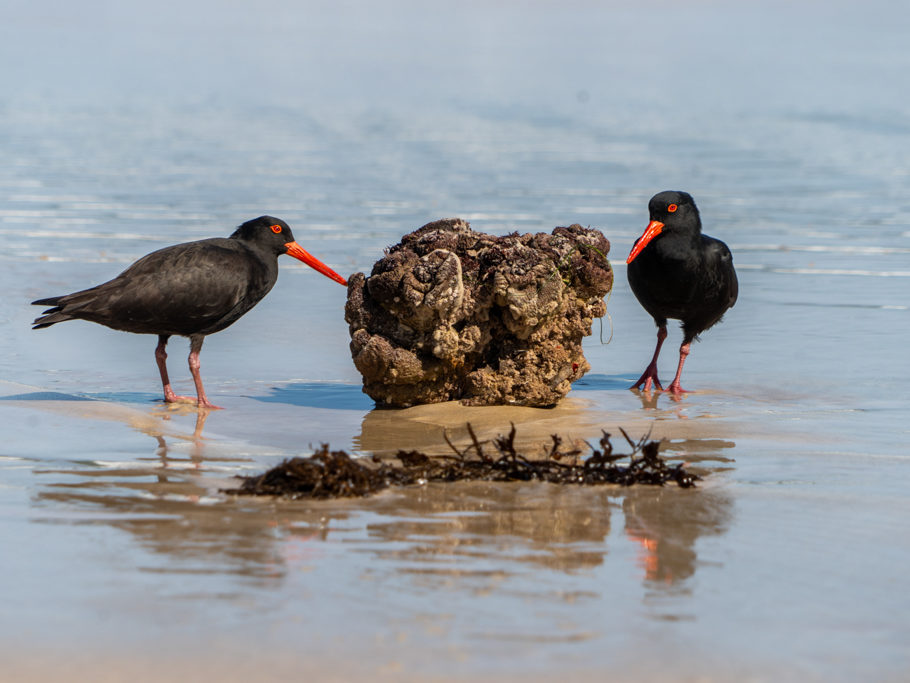 Oyster Catcher an der Squeaky Beach, Wilsons Promontory N.P.