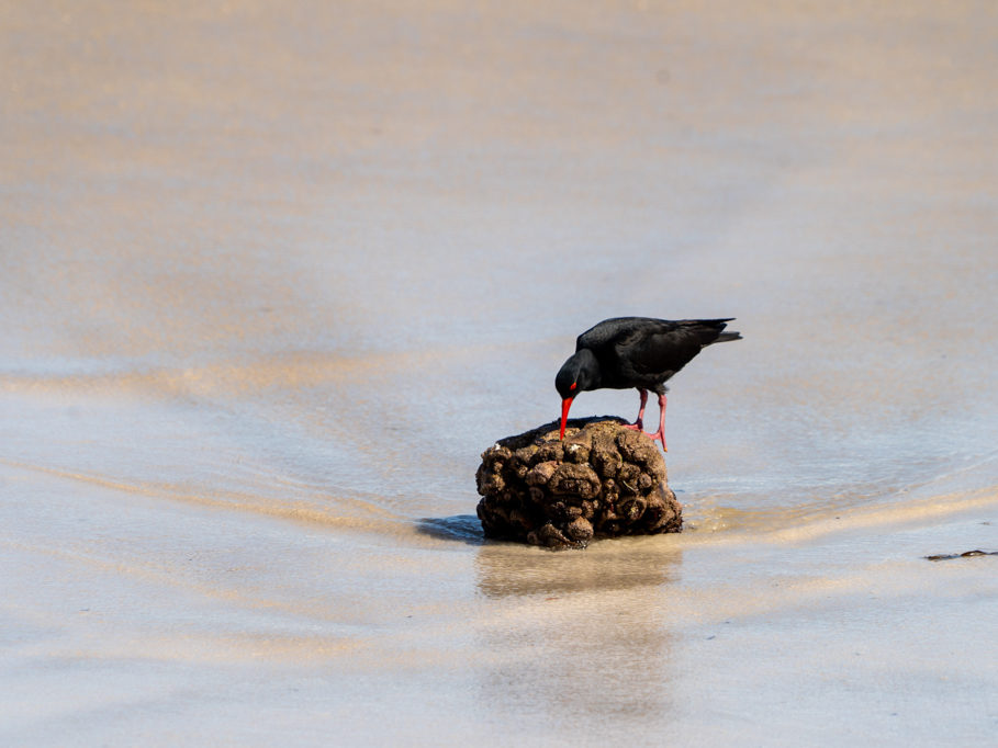 Oyster Catcher an der Squeaky Beach, Wilsons Promontory N.P.
