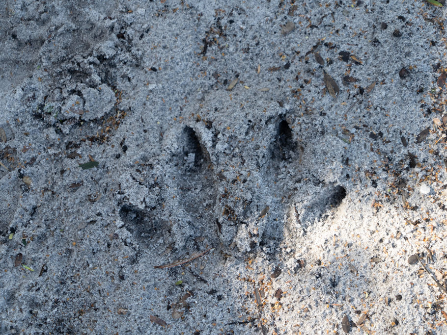 Spuren eines Kängurus im Sand