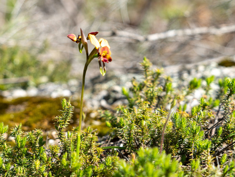Eine Orchidee: Diuris Orientis