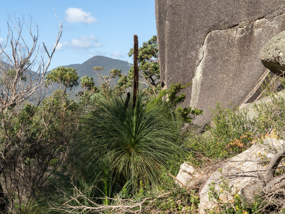 Xanthorrhoea australis