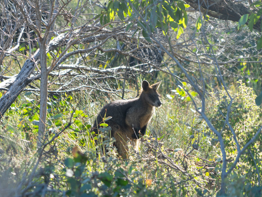 Wallaby, Buschkänguru oder doch Sumpfkänguru? Es gibt viele Arten...
