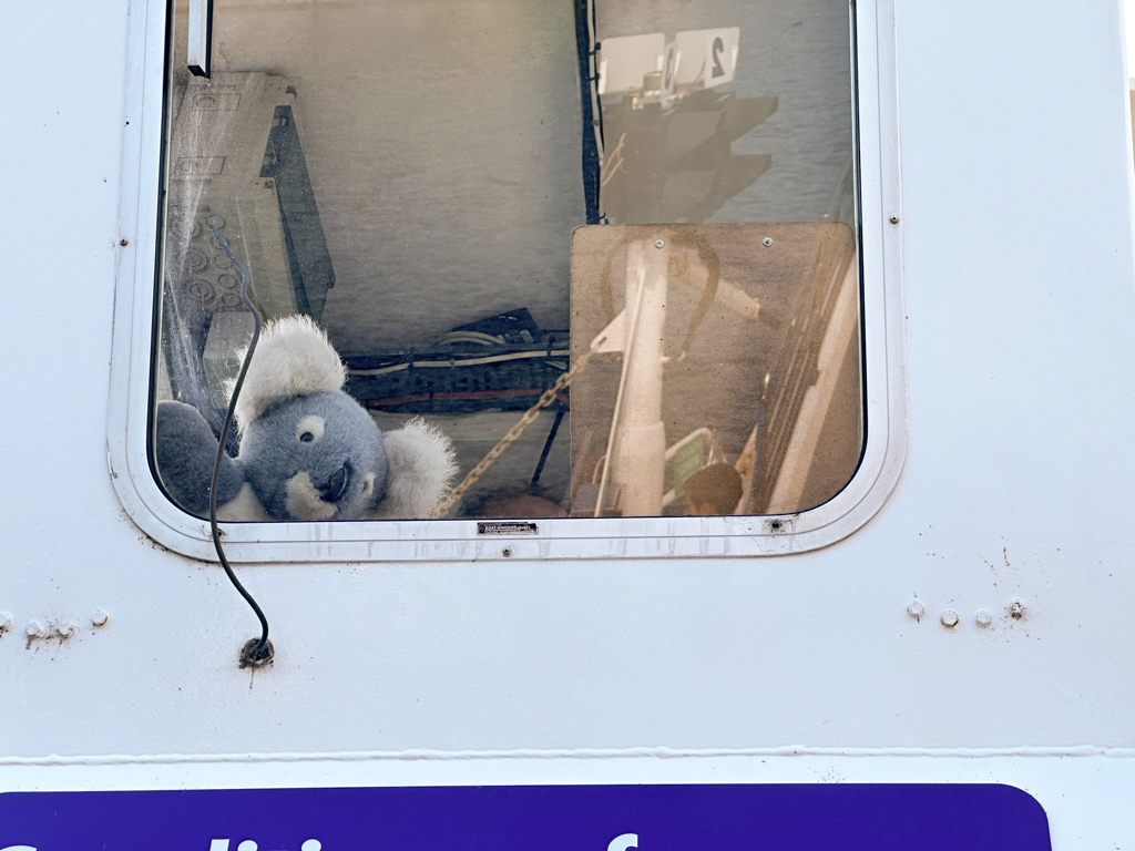 Der 1. Koala lässt bereits auf der Fähre grüssen...