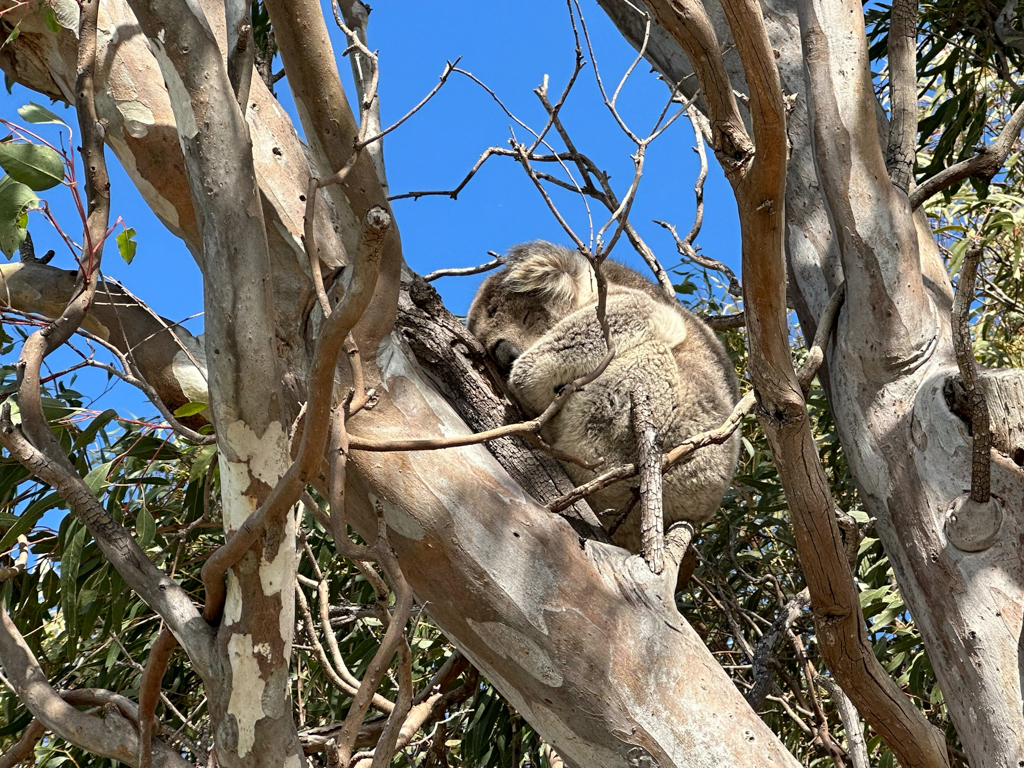 Schlafender Koala