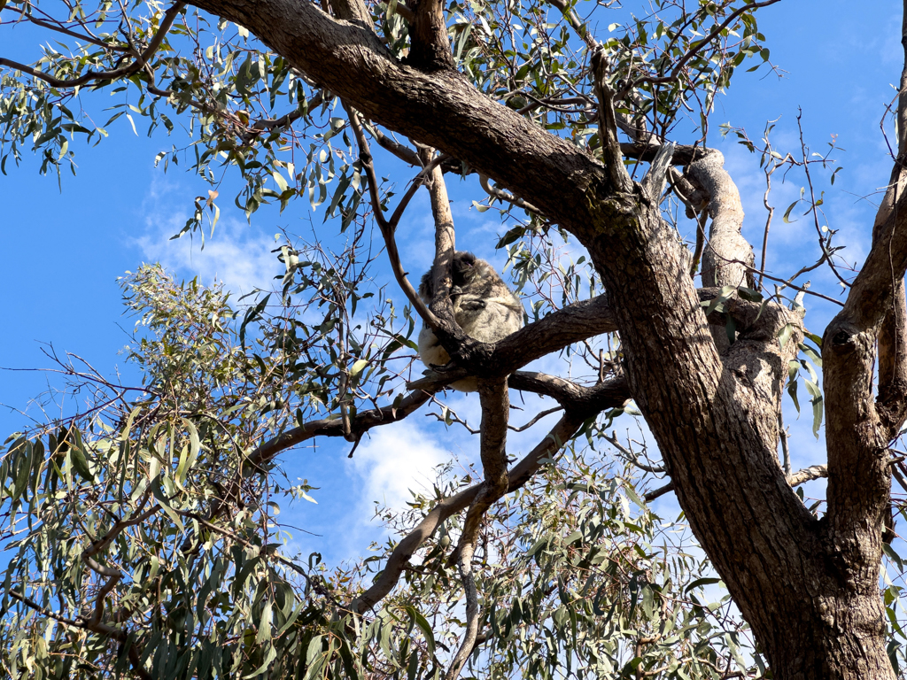 Der 2. Koala schläft im Baum über dem Info-Schild ;-)