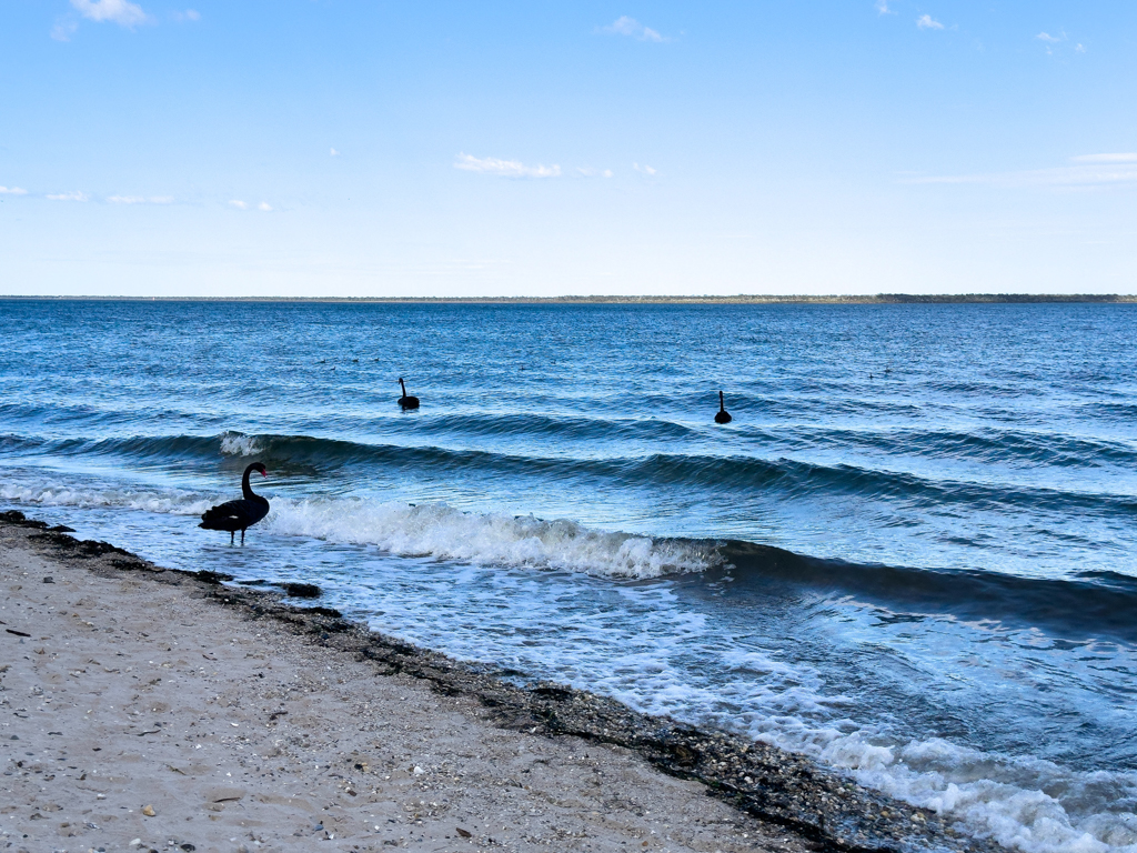 Schwarze Schwäne am Meer