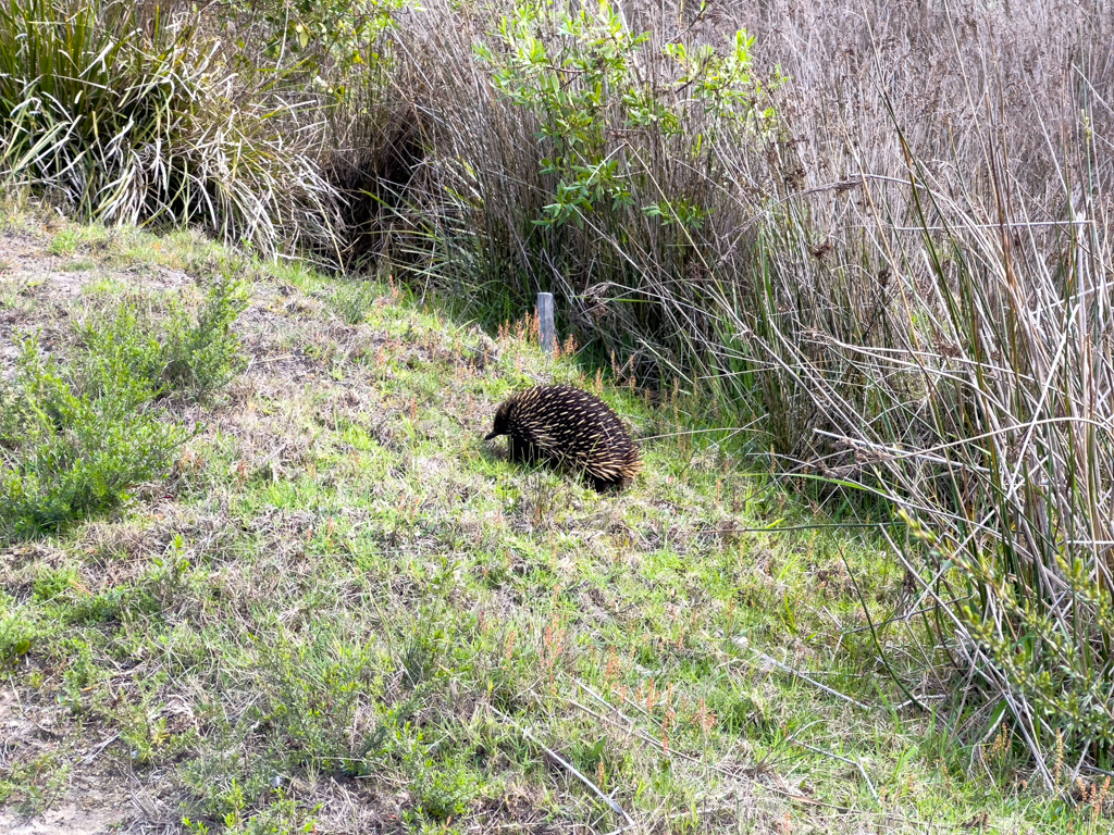 Echidna