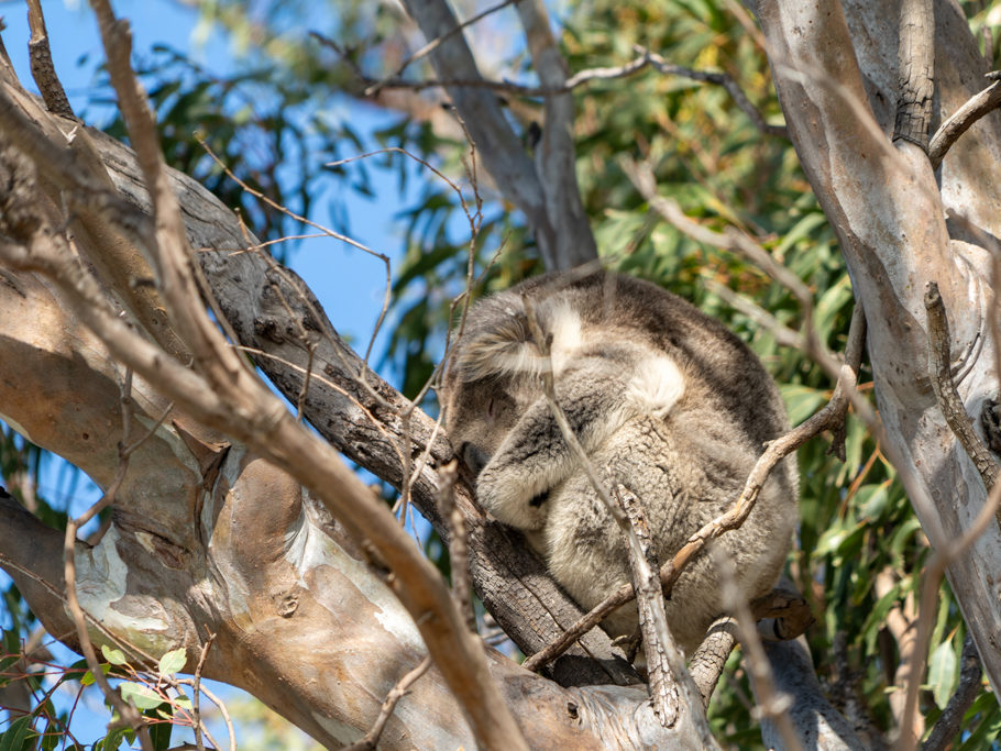 Schlafender Koala