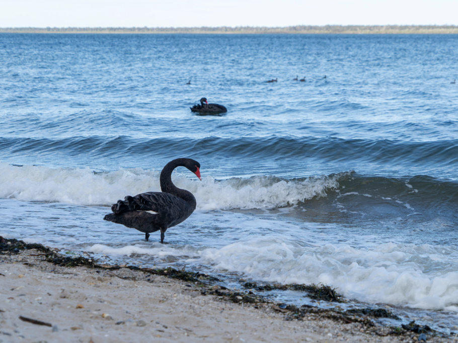 Schwarze Schwäne am Meer