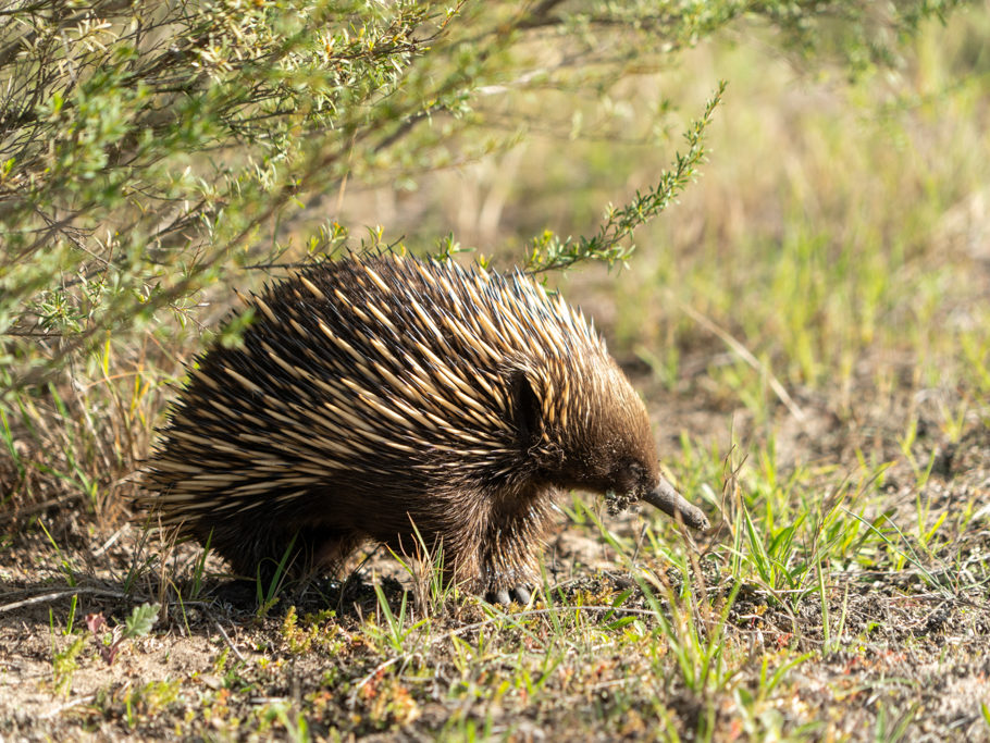 Kurzschnabeligel, Echidna - Tachybglossus aculeatus