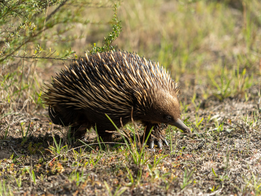 Kurzschnabeligel, Echidna - Tachybglossus aculeatus