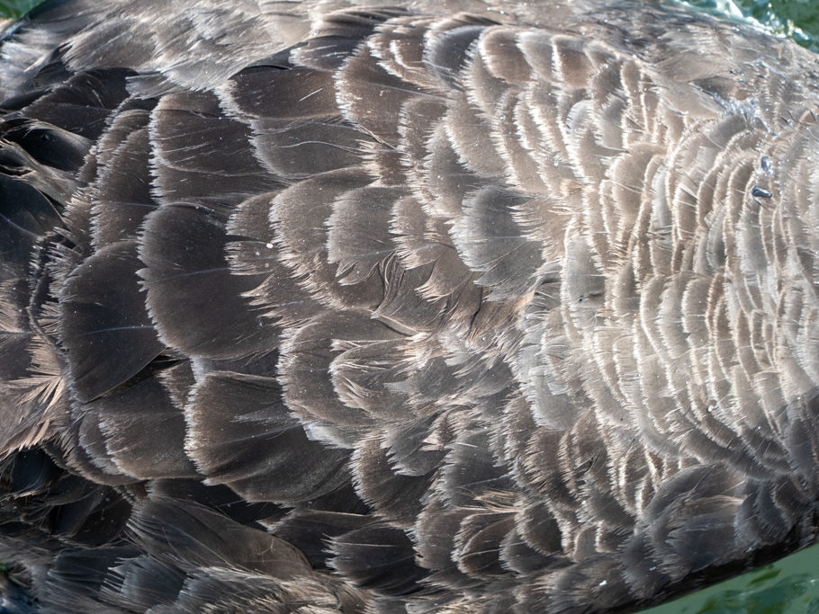 Gefieder eines schwarzen Schwans