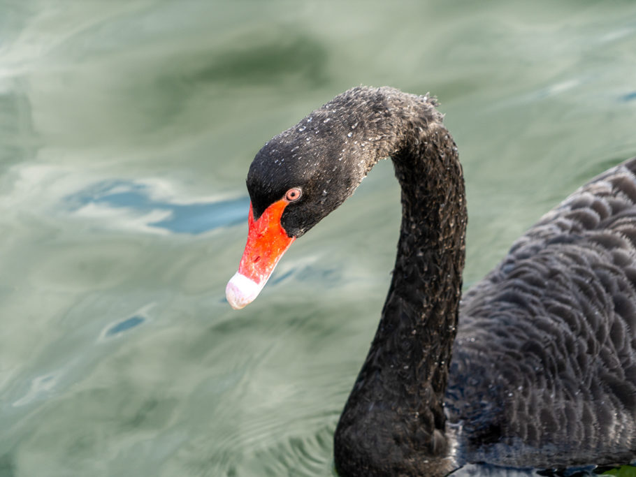 Schwarzer Schwan, Trauerschwan - Cygnus atratus