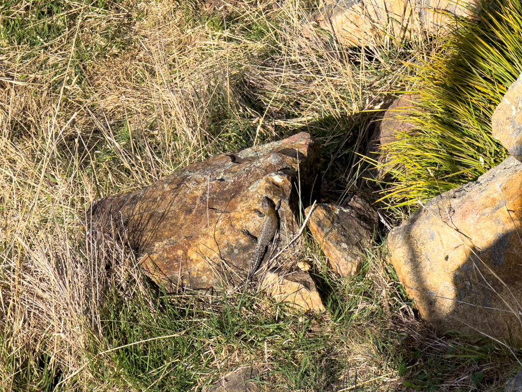 Cunningham Skink, Stachelschwanzskink - Egernia cunninghami