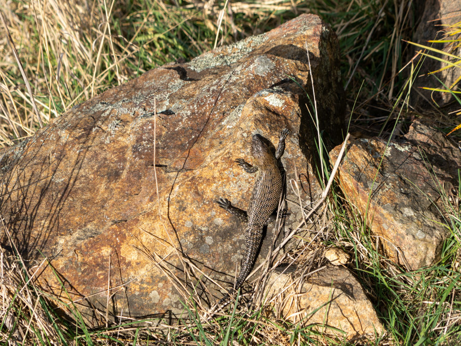 Cunningham Skink, Stachelschwanzskink - Egernia cunninghami
