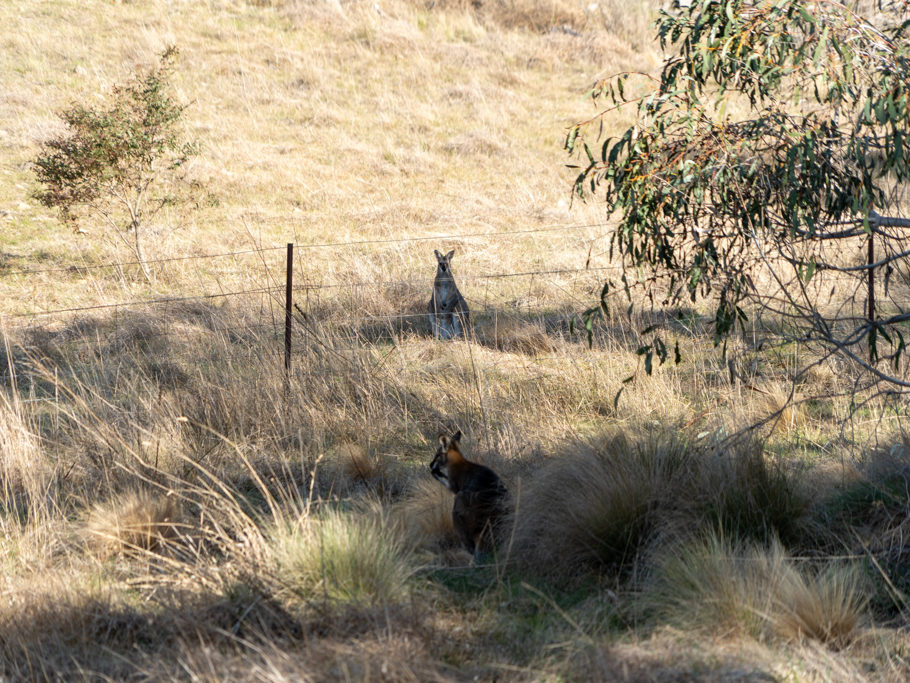 zwei kleine Wallabies auf dem Weg. Eines hinter, das andere vor dem Zaun