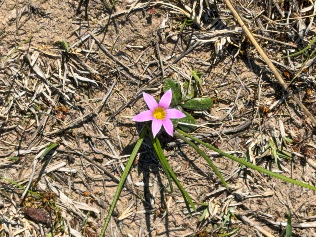 Onion Grass, Onion Weed, Rosy Sandcrocus - Romulea rosea