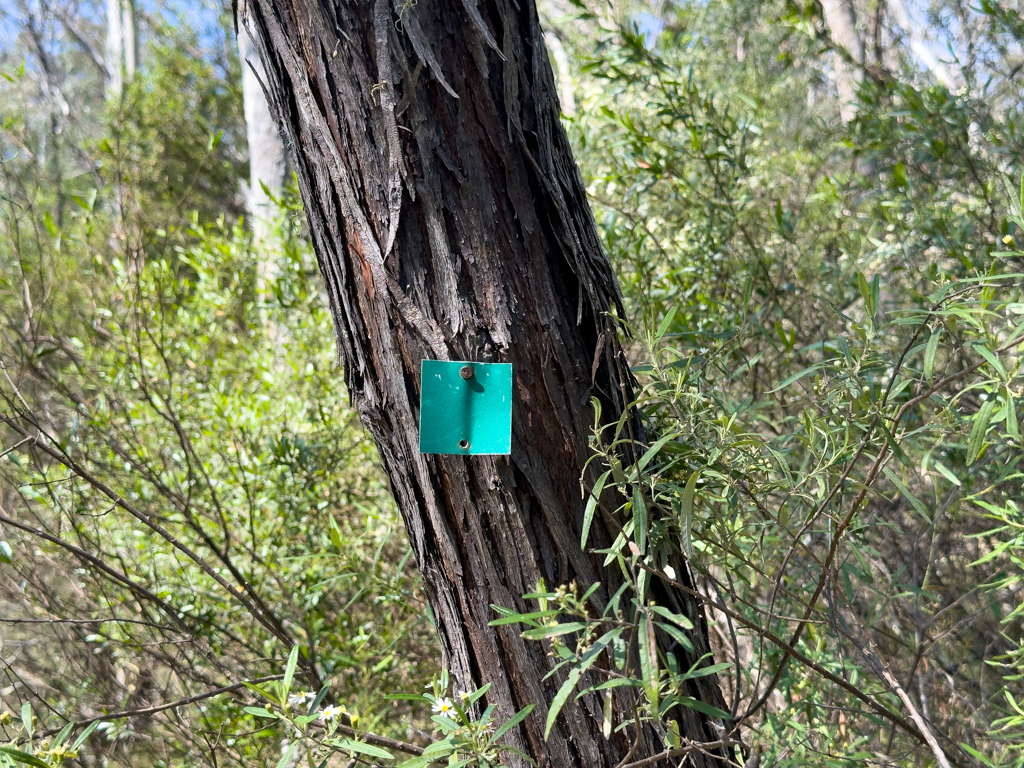 "Green Trail" im Bungonia Nationalpark