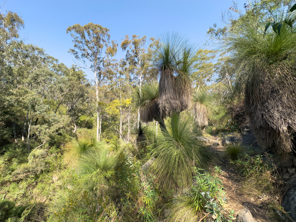 Südlicher Grasbaum - Xanthorrhoea australis; ein lebendes Fossil das bis zu 600 Jahre alt werden kann