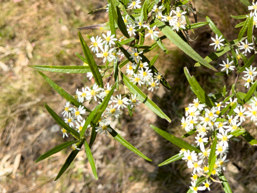 Bungonia Nationalpark: Überall blühen die Sträucher!