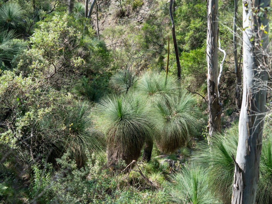 Südlicher Grasbaum - Xanthorrhoea australis; ein lebendes Fossil das bis zu 600 Jahre alt werden kann