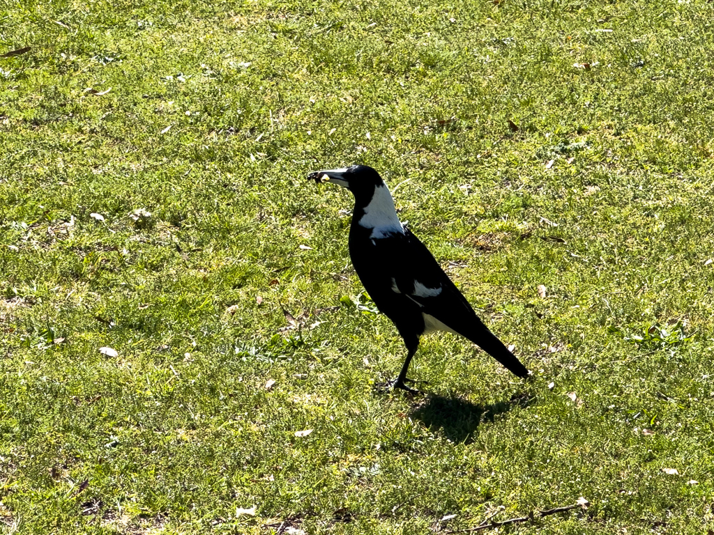 Ein Flötenvogel (Gymnorhina tibicen) stolziert mit Futter im Schnabel herum