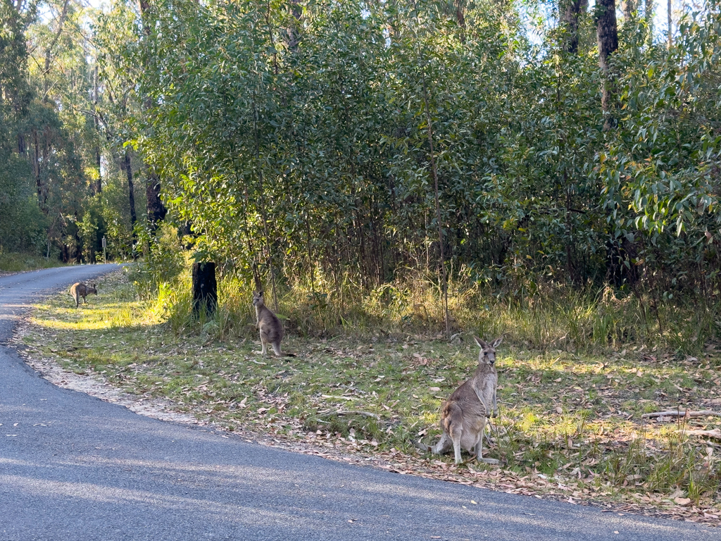 Neugierige Wallabies empfangen uns in der Abendsonne am Bald Rock Campground