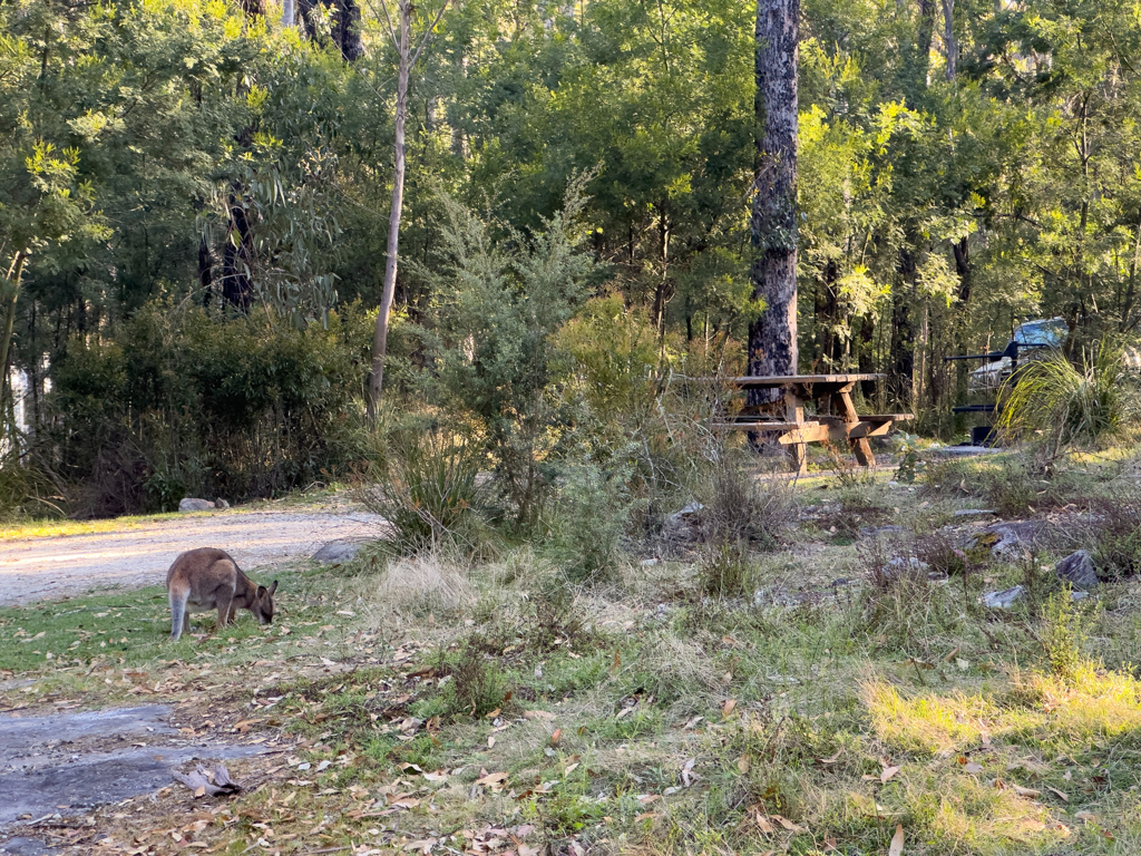 Gemütlich sucht sich ein Wallaby sein Futter auf unserer Campsite im Bald Rock Campground