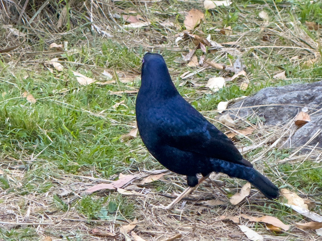 Ein Seidenlaubenvogel (Ptilonorrhynchus violaceus) auf der Suche nach Futter und etwas Blauem, mit dem er sein Weibchen beeindrucken kann