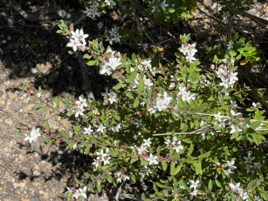 Blühende Sträucher auf dem Bald Rock