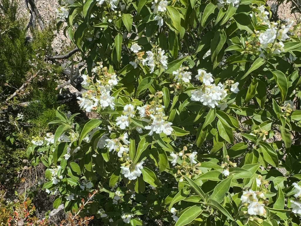 Blühende Sträucher auf dem Bald Rock