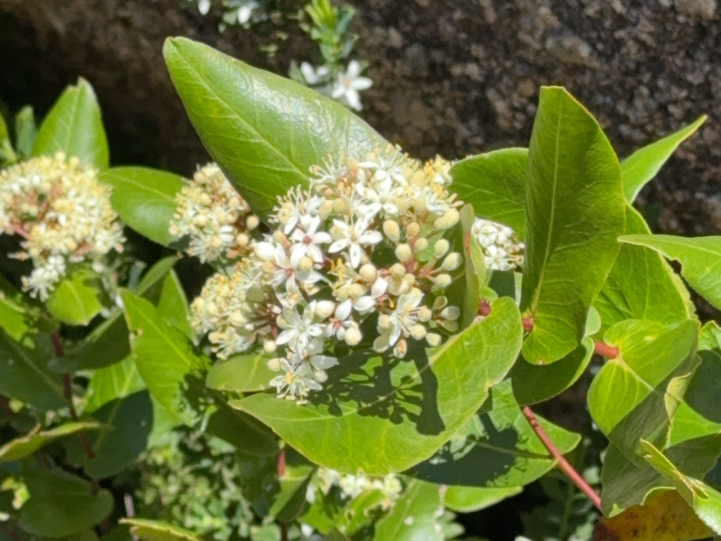 Blühende Sträucher auf dem Bald Rock