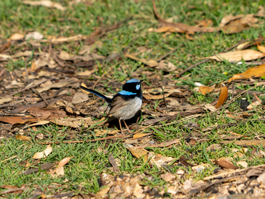 Prachtstaffelschwanz - Malurus cyaneus - blue Wren