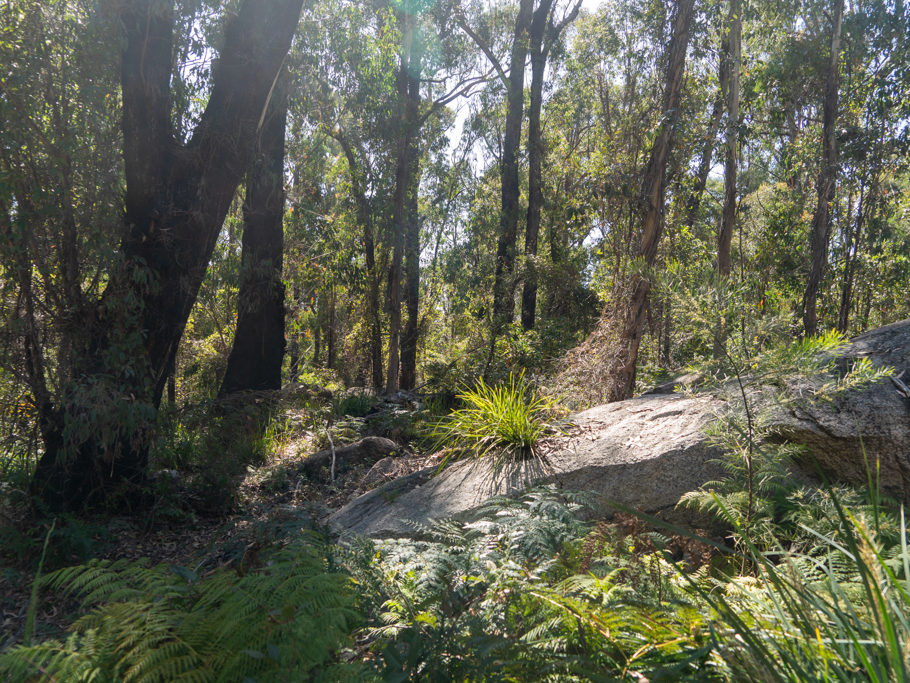 Wald im Bald Rock Nationalpark