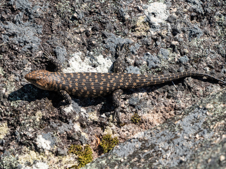 Cunningham Skink, Stachelschwanzskink - Egernia cunninghami