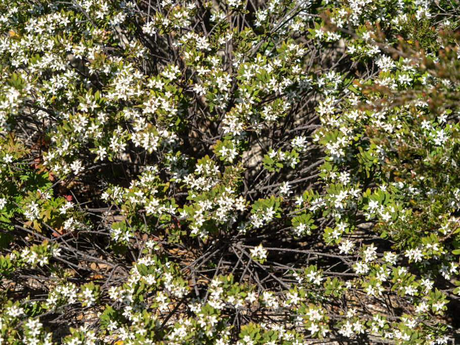 Blühende Sträucher auf dem Bald Rock