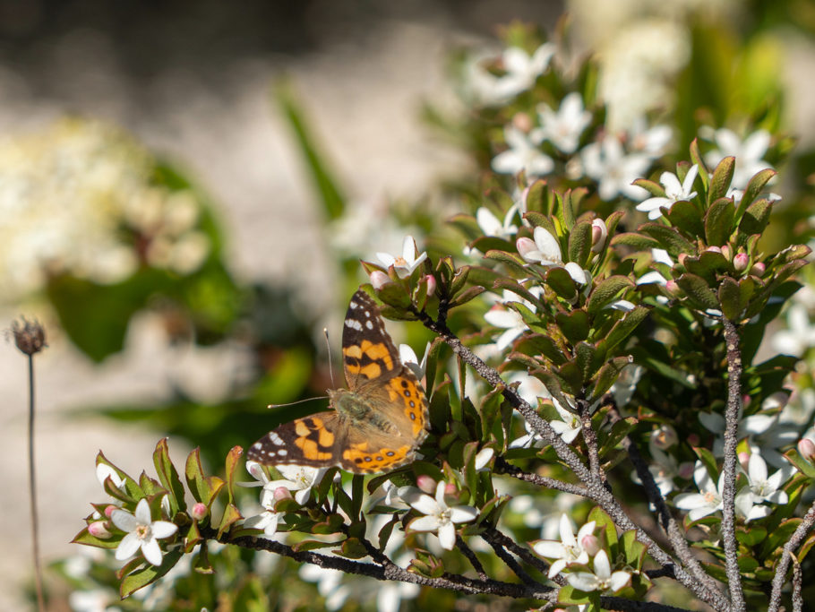 ...und Schmetterlinge