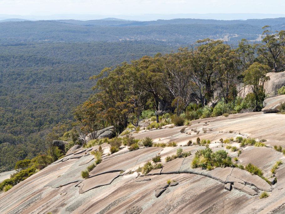 Sogar ein paar Bäume wachsen hier oben auf der Kuppe des Bald Rocks