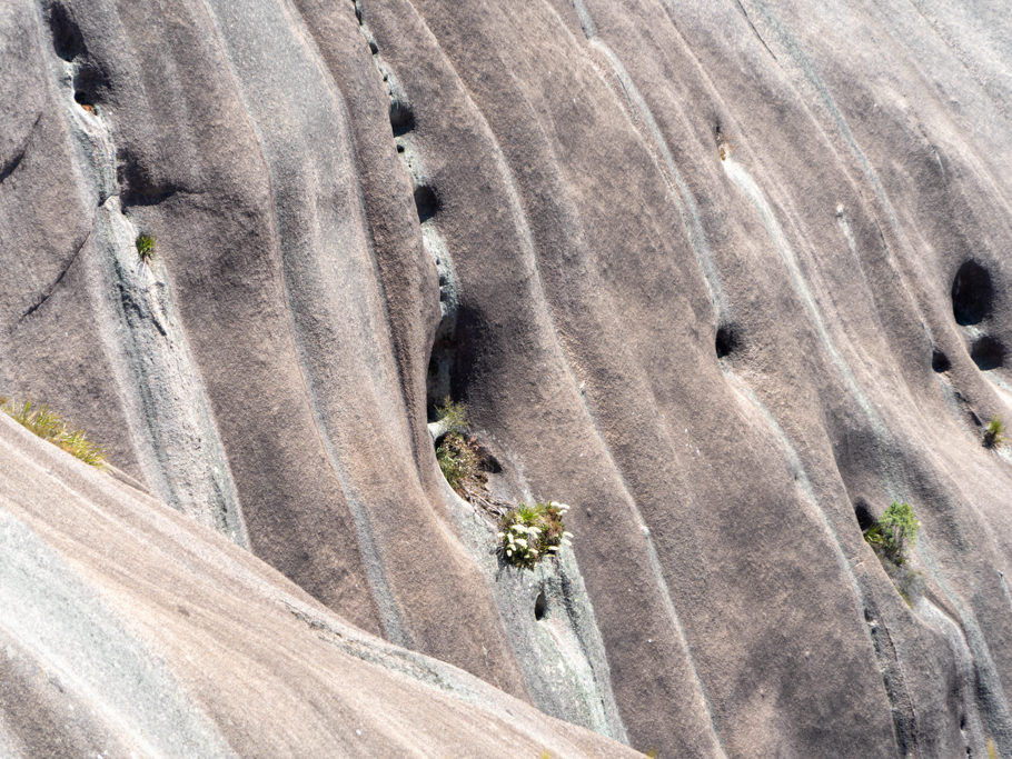 In den ausgewaschenen Mulden und Löchern des Bald Rocks blüht neues Leben auf