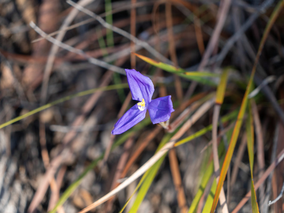 Purple flag - Patersonia sericea - eine endemische Iris in Ost-Australien