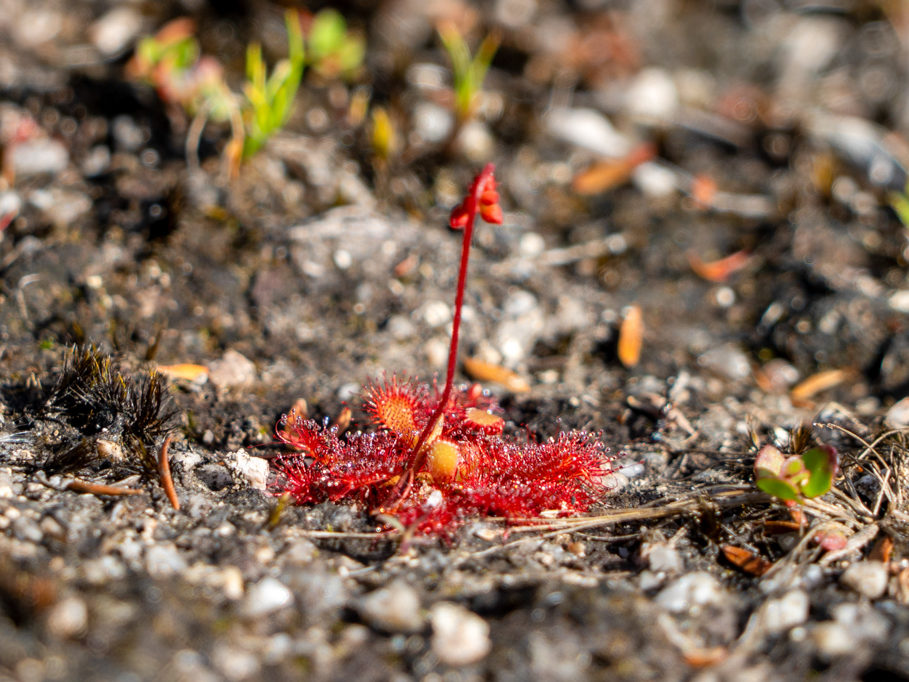 Sonnentau - Drosera - eine fleischfressende Pflanze