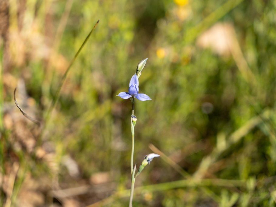 Thelymitra Orchidee