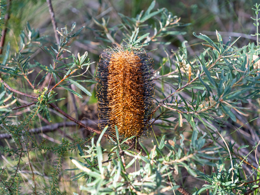 Erikenblättrige Banksie, Haarnadelblume - Banksia ericifolia