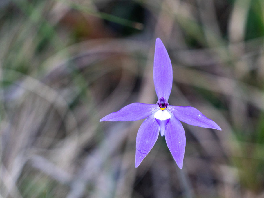 Waxlip Orchid, parson-in-the-pulpit, purple cockatoo - Caladenia major, Glossodia major