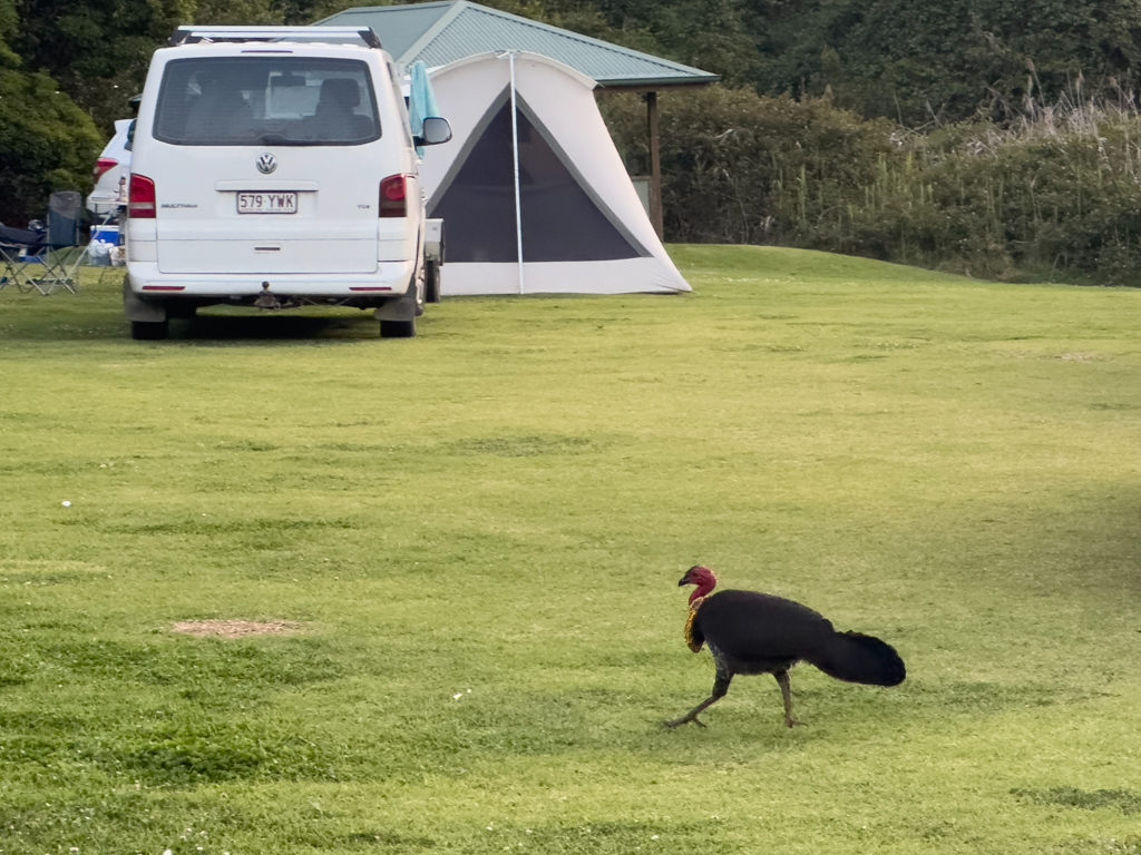 Ein männlicher Brush Turkey stolziert über den Campground